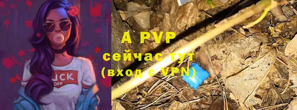 стаф Инта